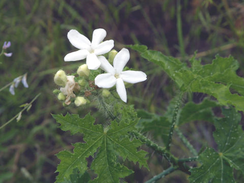 Cnidoscolus texanus