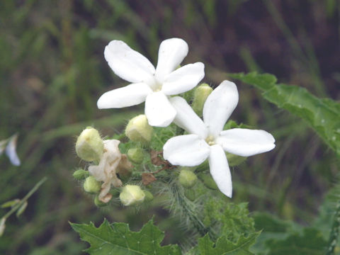 Cnidoscolus texanus