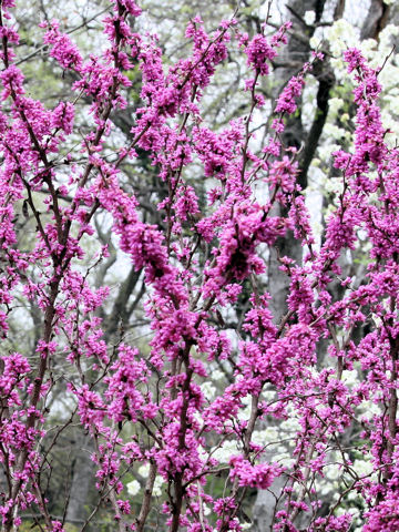 Cercis canadensis ssp. texensis