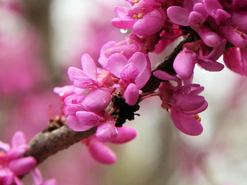 Cercis canadensis ssp. texensis