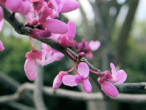 Cercis canadensis ssp. texensis