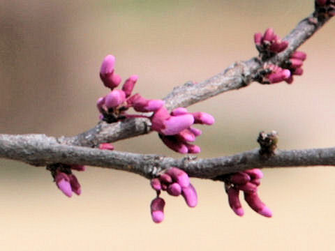 Cercis canadensis ssp. texensis