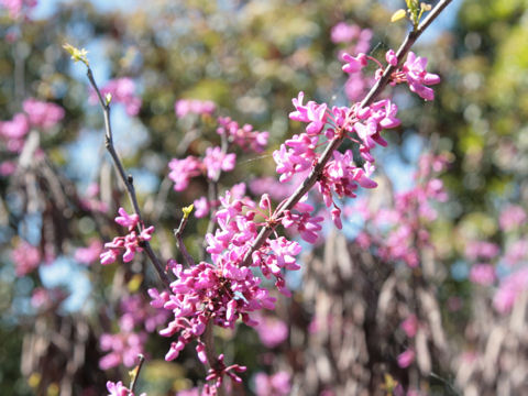 Cercis canadensis ssp. texensis