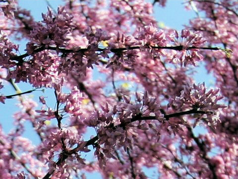 Cercis canadensis ssp. texensis