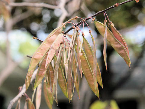 Cercis canadensis ssp. texensis