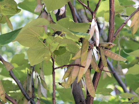 Cercis canadensis ssp. texensis