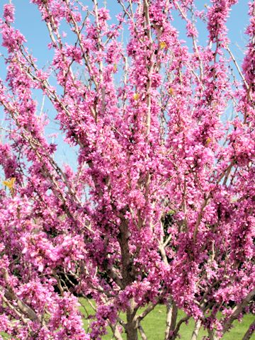 Cercis canadensis ssp. texensis