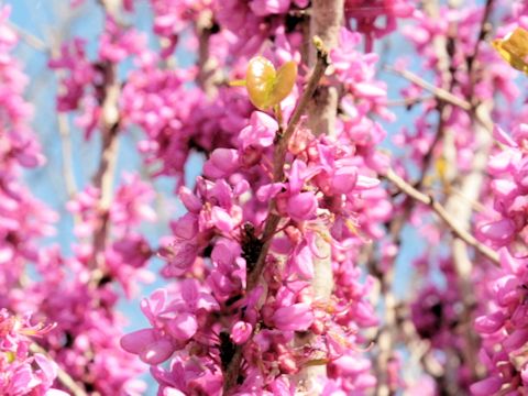 Cercis canadensis ssp. texensis