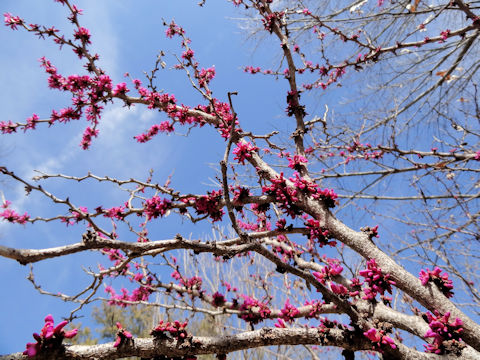 Cercis canadensis ssp. texensis