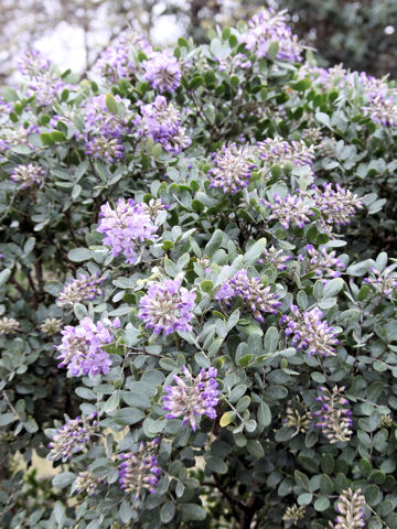 Sophora secundiflora