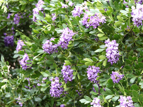 Sophora secundiflora