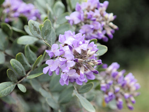 Sophora secundiflora