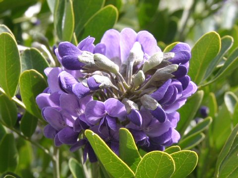 Sophora secundiflora