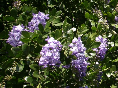 Sophora secundiflora