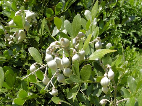 Sophora secundiflora