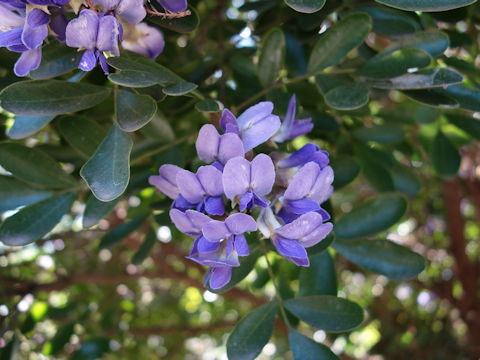 Sophora secundiflora