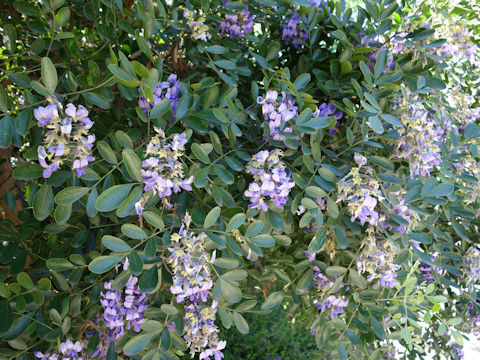 Sophora secundiflora