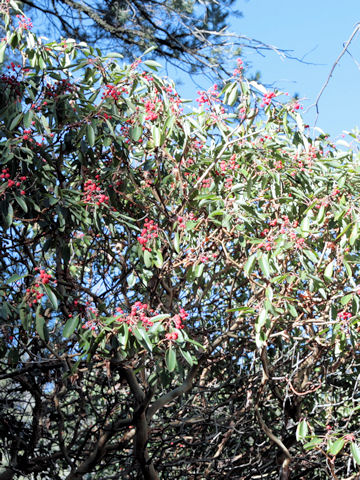 Arbutus xalapensis