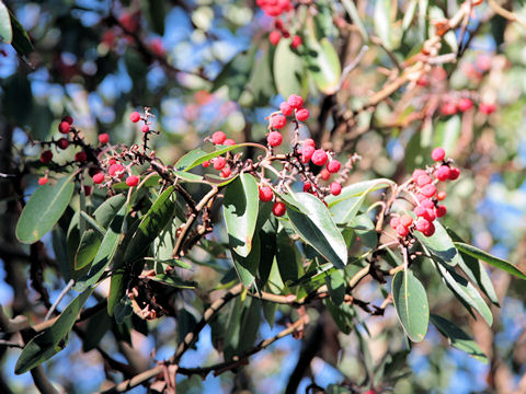 Arbutus xalapensis