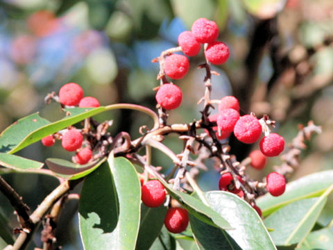 Arbutus xalapensis