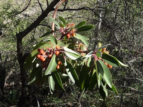 Arbutus xalapensis