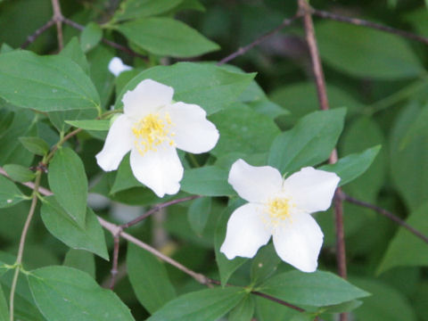 Philadelphus texensis