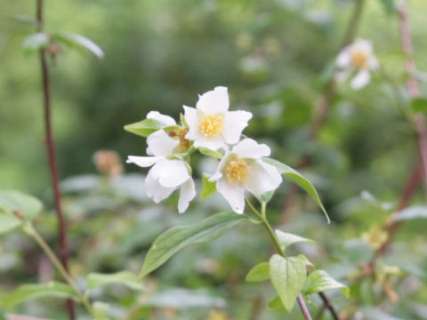 Philadelphus texensis