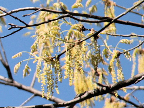 Quercus texana