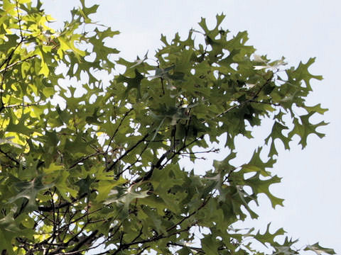 Quercus texana