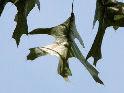 Quercus texana