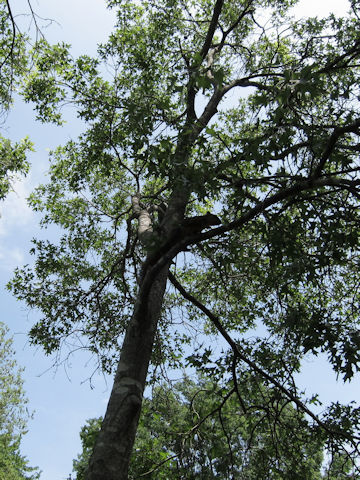 Quercus texana