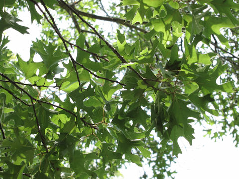 Quercus texana