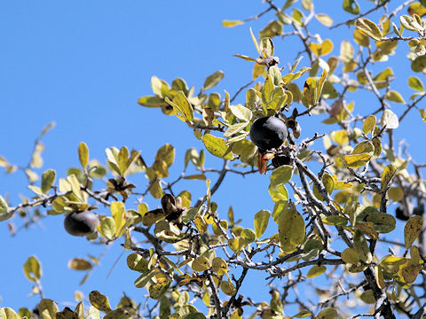 Diospyros texana