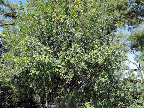 Diospyros texana