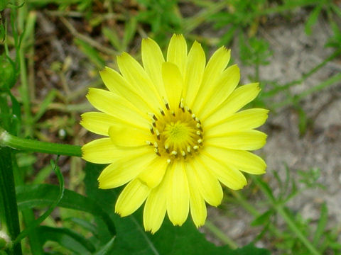 Pyrrhopappus multicaulis