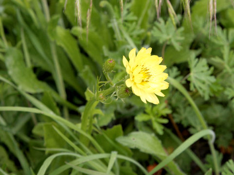 Pyrrhopappus multicaulis