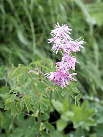 Thalictrum aquilegifolium