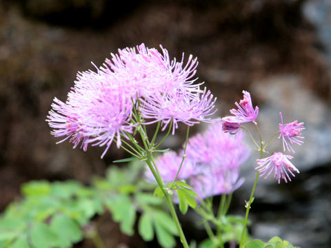 Thalictrum aquilegifolium