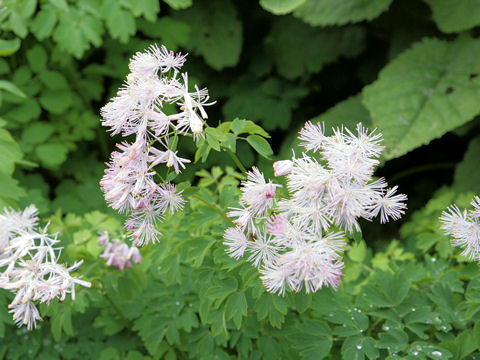 Thalictrum aquilegifolium