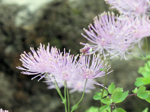 Thalictrum aquilegifolium