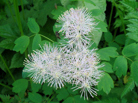 Thalictrum aquilegifolium