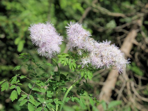 Thalictrum aquilegifolium