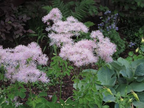 Thalictrum aquilegifolium cv. Thundercloud