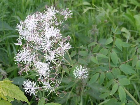 Thalictrum aquilegifolium