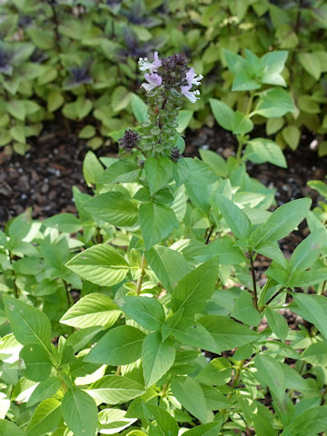 Ocimum basilicum var. thyrsiflora