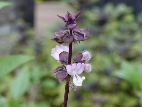 Ocimum basilicum var. thyrsiflora