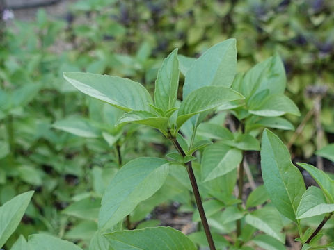 Ocimum basilicum var. thyrsiflora