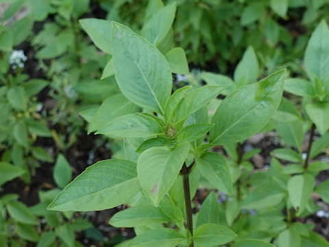 Ocimum basilicum var. thyrsiflora