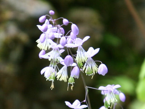 Thalictrum dipterocarpum