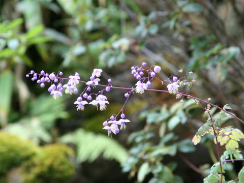 Thalictrum dipterocarpum